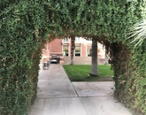"Bordered by vined archways, the courtyard of the historic Forbes building is my favorite patch of grass on campus. I spent a lot of time in Forbes during grad school, and walking through that courtyard always takes me back in time." – Shannon Heuberger, special assistant, Office of Research, Discovery & Innovation