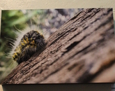 "Caterpillar" by Angel Aguirre, senior medical technologist A photograph of a caterpillar.