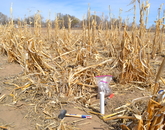 Core samples were taken from a cornfield as a result of the Gold King Mine Spill. Core samples were taken from a cornfield as a result of the Gold King Mine Spill.