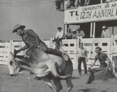 UA community members have long participated in the Tucson Rodeo. UA community members have long participated in the Tucson Rodeo.