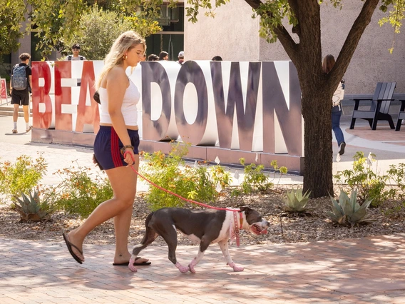 A woman wearing navy shorts and a white sleeveless top walks a white and grey dog near trees and bushes on a college campus. In the background is a red and blue sign that says "BEAR DOWN"