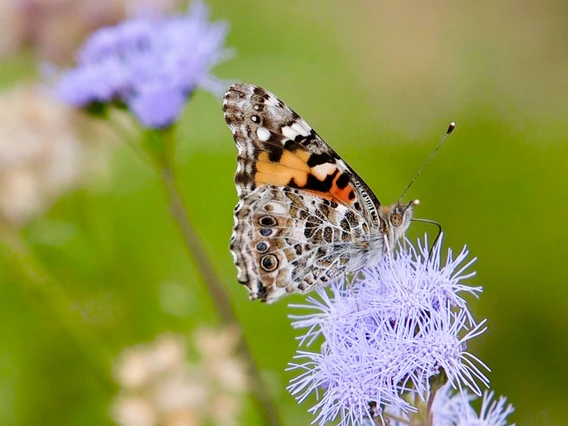 The Painted Lady butterfly spends only the winter in Arizona. 
