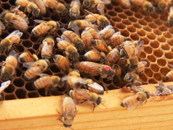 The queen bee, recognized by her larger size and marked with a red dot so the scientists can keep track of her more easily, can live for years, while the worker bee's lifespan is measured in weeks. 