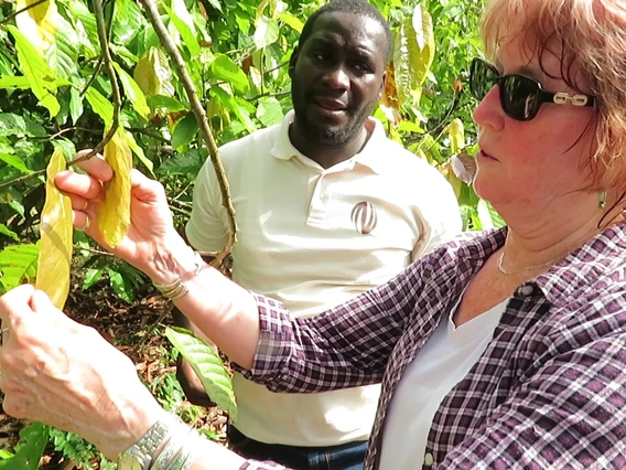 Judy Brown, a plant virologist in the UA's College of Agriculture and Life Sciences, is working with African scientists and farmers to create greater awareness of a disease that is killing cacao trees. 