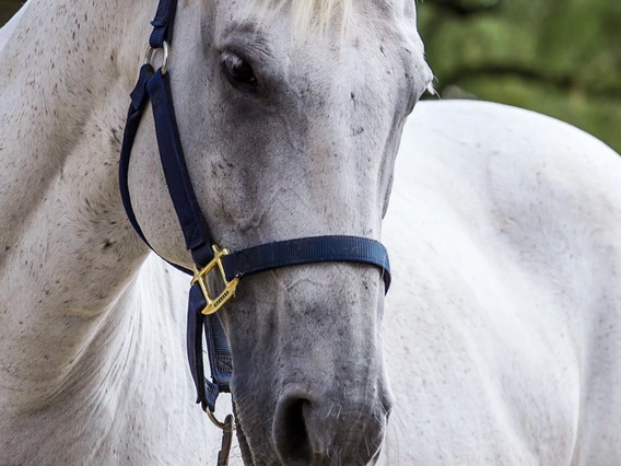 Isabella Chea's honors thesis research, which she completed under the guidance of physiology professor Ann Baldwin, studied the effect of aromatherapy on horses.
