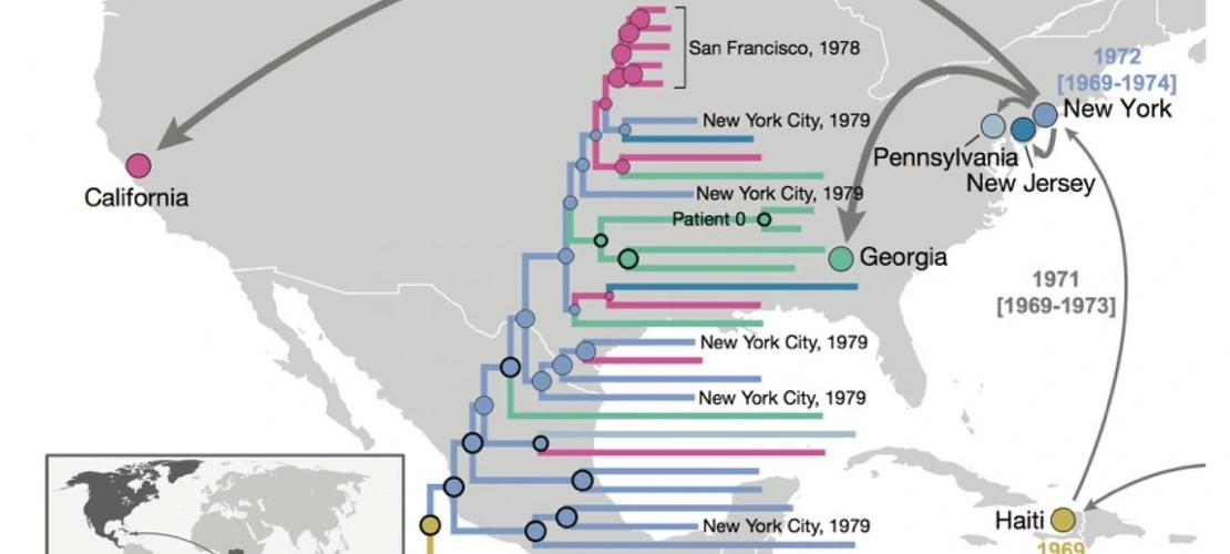 After HIV moved from Africa to the Caribbean, it first spread to New York and subsequently to different locations in the U.S. By constructing evolutionary trees of the various HIV strains as far back as the 1970s, the researchers found evidence that the virus had been circulating under the radar for 10 years before the outbreak in the U.S. was recognized.
