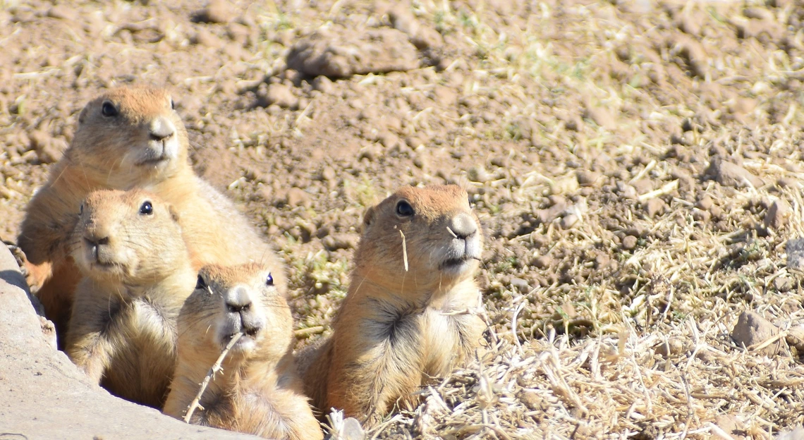 A group of four, light brown prairie dogs a grouped together and peering out from a whole in a dirt-strewn field.
