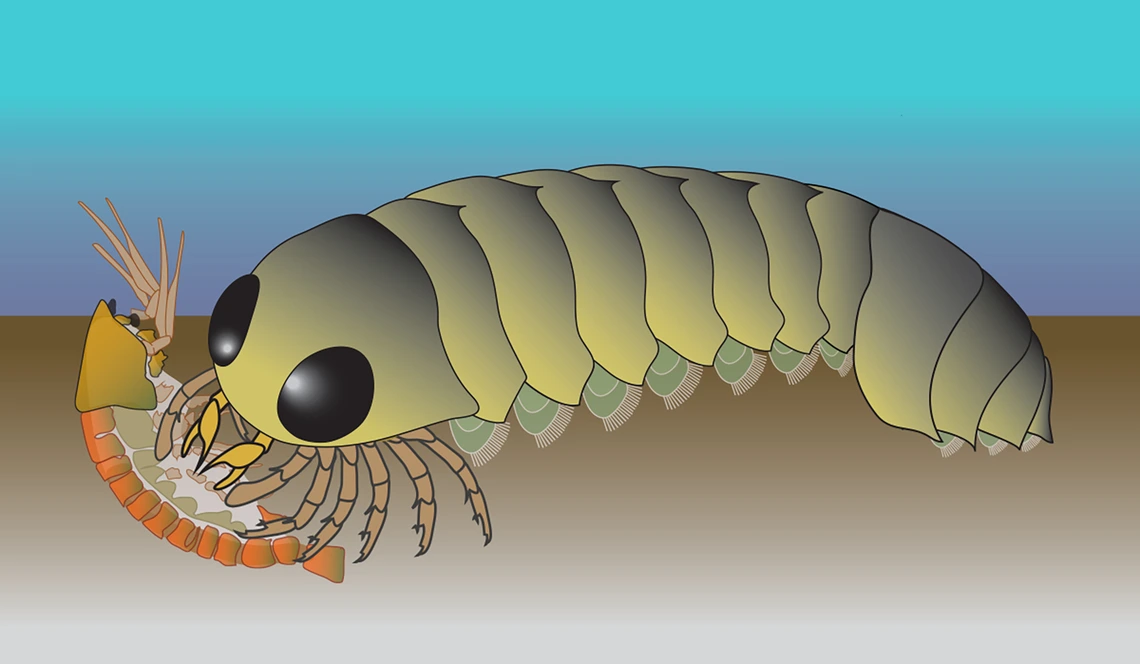 In this illustration of the living Mollisonia animal, its segmented abdomen is attached to a thorax and head with a pair of eyes and jointed legs.