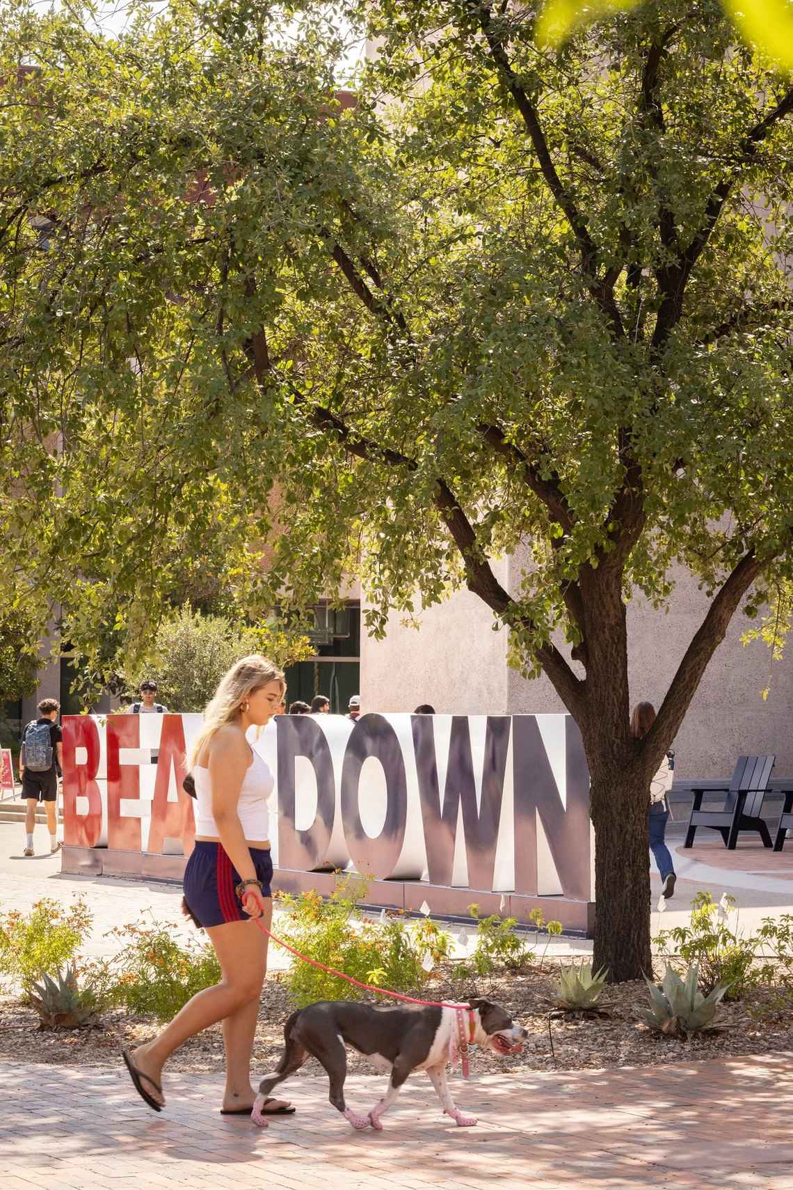 A woman wearing navy shorts and a white sleeveless top walks a white and grey dog near trees and bushes on a college campus. In the background is a red and blue sign that says "BEAR DOWN"