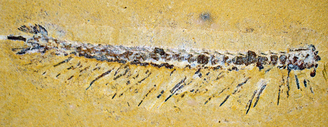 Image of a fossil Jianfengia specimen showing the animal's elongated body consisting of 27 identical segments with appendages.