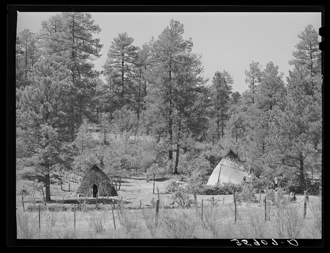 a black and white image showing wickiups standing in a ponderosa pine forest