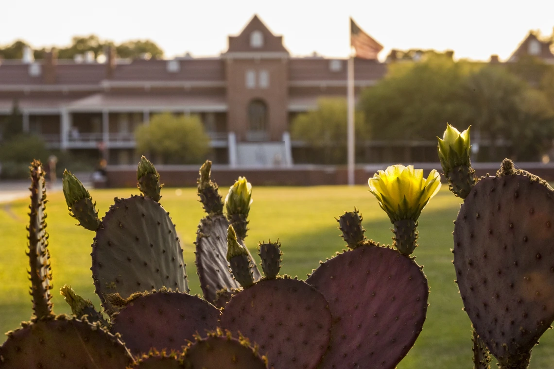 old main behind a cactus