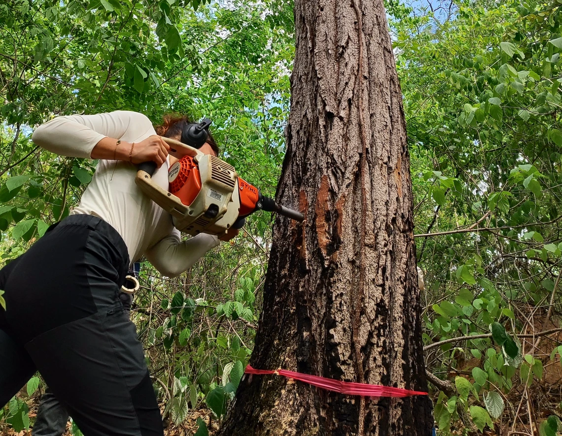 Valerie Trouet using a specialized tool to take a sample from a tree