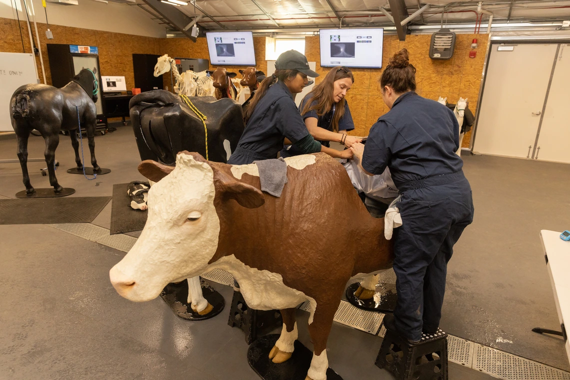 College of Veterinary Medicine students working in a lab using a life-size model of a cow