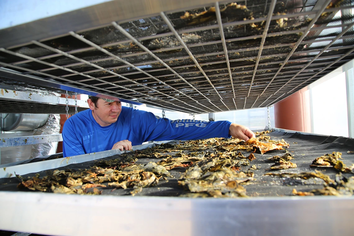 A research technician examines seaweed that has been dried.