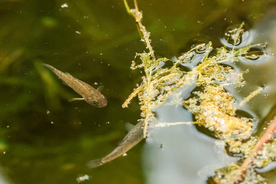 A small fish swims near vegetation.