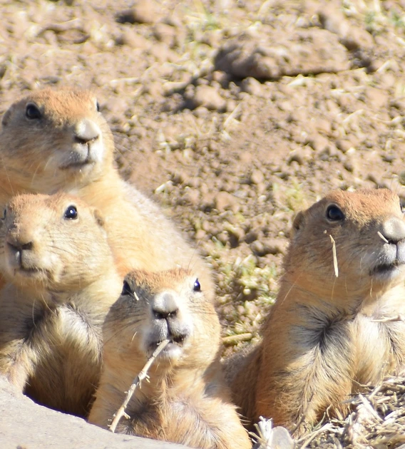 A group of four, light brown prairie dogs a grouped together and peering out from a whole in a dirt-strewn field.