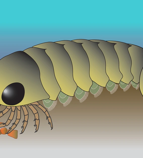 In this illustration of the living Mollisonia animal, its segmented abdomen is attached to a thorax and head with a pair of eyes and jointed legs. 