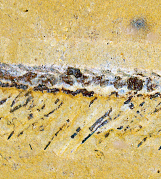 Image of a fossil Jianfengia specimen showing the animal's elongated body consisting of 27 identical segments with appendages. 