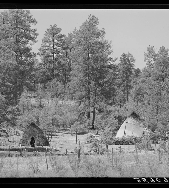 a black and white image showing wickiups standing in a ponderosa pine forest