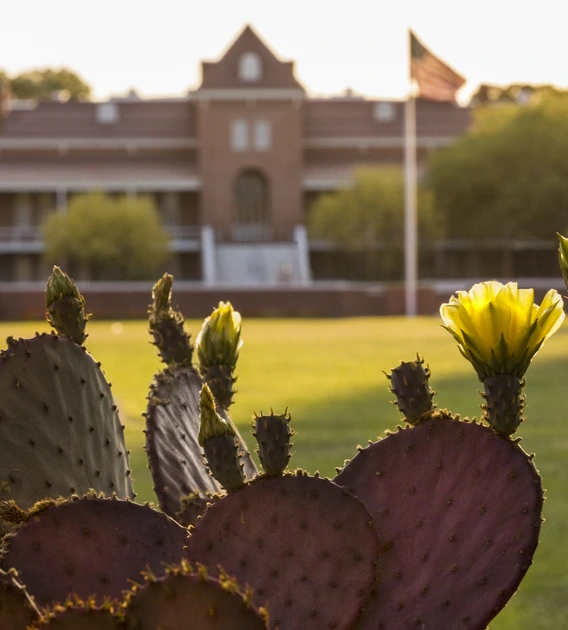 old main behind a cactus