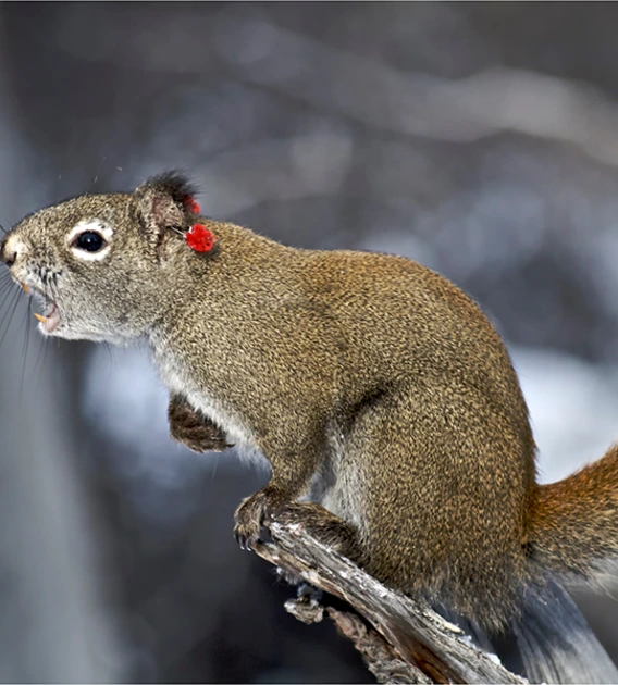 Yukon red squirrel