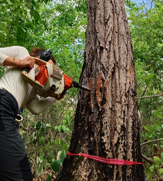 Valerie Trouet using a specialized tool to take a sample from a tree