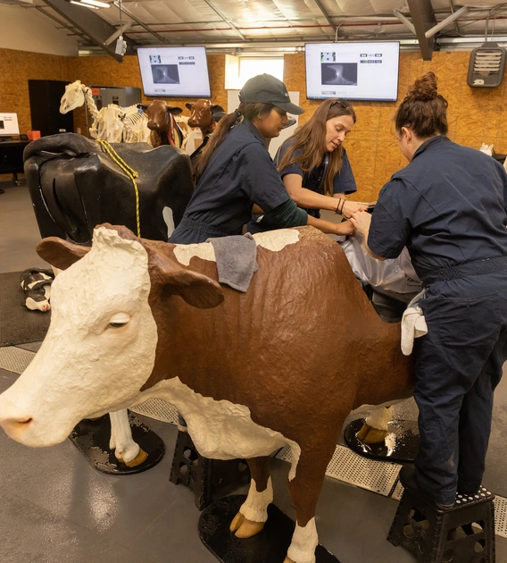 College of Veterinary Medicine students working in a lab using a life-size model of a cow