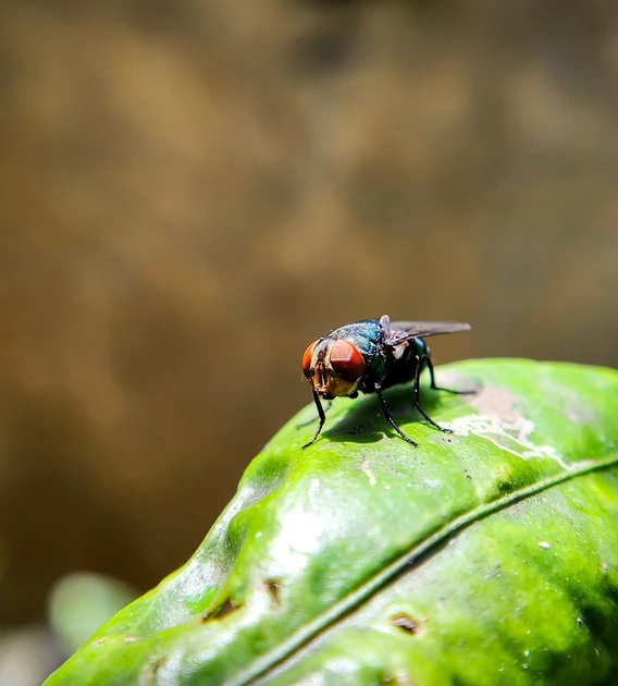 A close-up view of a fly perched on a vibrant green leaf. The fly is located slightly off-center to the right, displaying distinct red compound eyes and a metallic blue-green body. Its wings are translucent with a slight sheen, folding neatly over its back. The leaf beneath the fly is glossy and textured, with a central vein running through it. The background is blurred, composed of soft brown and green tones, which enhances the focus on the fly and leaf in the foreground.