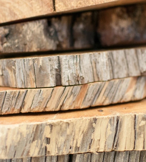 tree-ring cross sectional samples stacked on top of one another