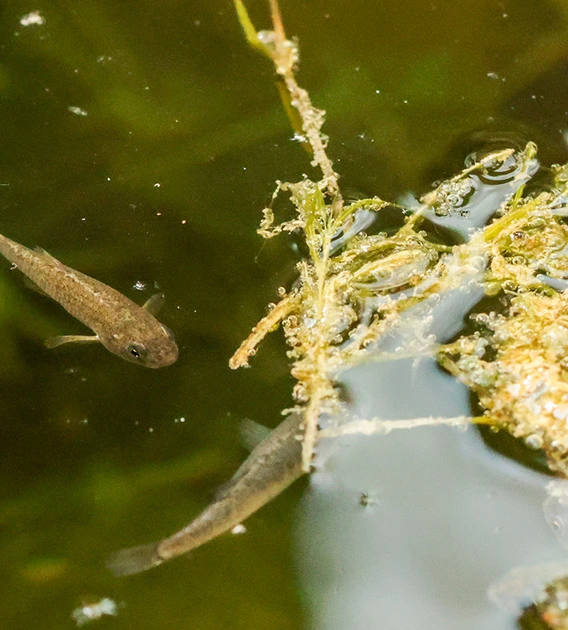 A small fish swims near vegetation.
