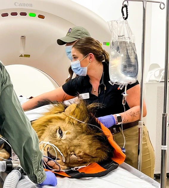 A veterinary medical setting where a lion is undergoing a CT scan. The large, circular CT machine in the background has a white exterior with the brand name "Canon" at the top. The lion lies on a table, partially covered with an orange and black protective covering. Its head is resting on the table’s surface, with medical sensors and tubes attached to its face, indicating it is under sedation for the procedure. 