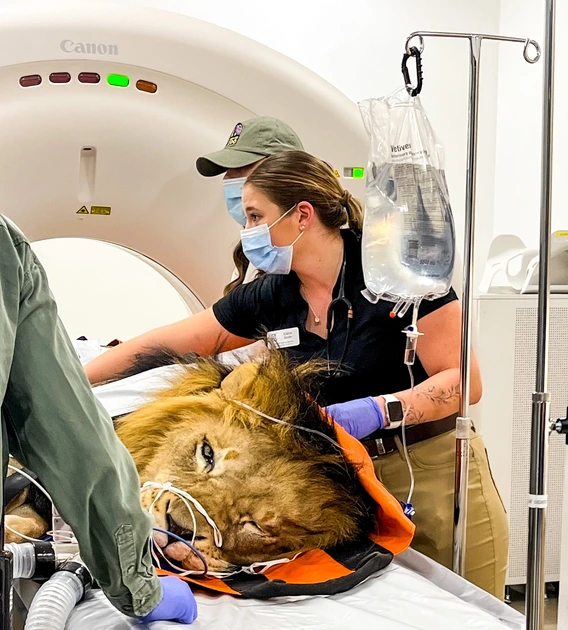 A veterinary medical setting where a lion is undergoing a CT scan. The large, circular CT machine in the background has a white exterior with the brand name "Canon" at the top. The lion lies on a table, partially covered with an orange and black protective covering. Its head is resting on the table’s surface, with medical sensors and tubes attached to its face, indicating it is under sedation for the procedure. 