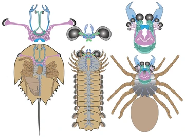 Side-by-side schematic drawings of the brains of horseshoe crab, Mollisonia and a modern spider