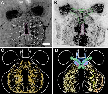 A panel of four images from the research paper shows details of the Mollisonia brain
