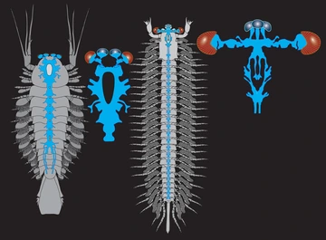 Schematic illustration showing two "great appendage" arthropods: Alalcomenaeus, whose body consists of only a few segments, and Jianfengia, which is much longer and has many more segments.