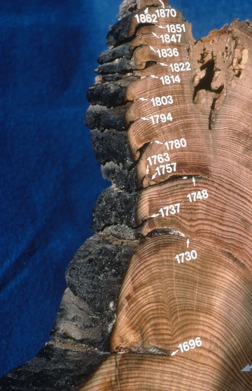 A tree cross-section with years labeling the corresponding tree rings