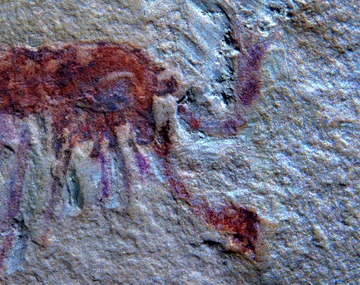 Close-up of a Jianfengia fossil showing the animal’s paired “great appendages.”