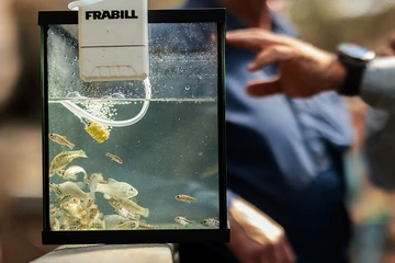 Several small fish swim in a glass container