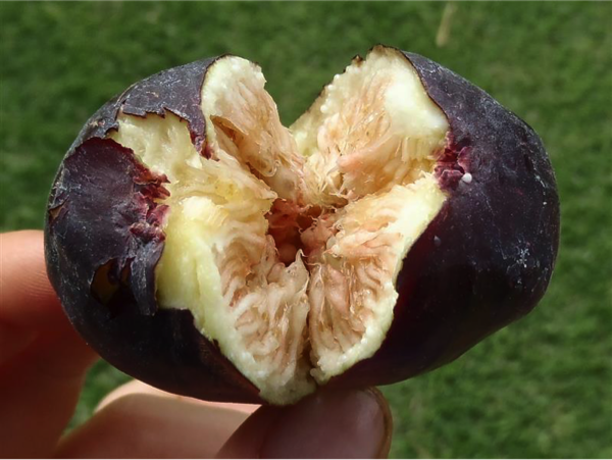 a essay on ripe fig a essay on ripe fig