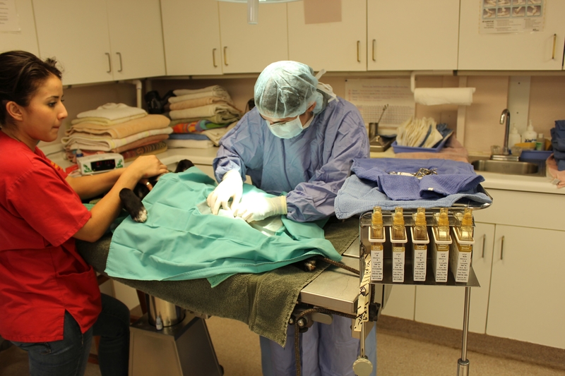 UA Vet Med Program Looks at Needs UANews