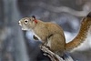 Yukon red squirrel