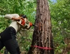 Valerie Trouet using a specialized tool to take a sample from a tree