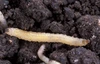 Western corn rootworm