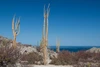 Boojum trees grow in a desert landscape, with the blue waters of the Gulf of California in the background. 
