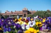 Old Main in the background, with purple, yellow, white and red flowers in the foreground