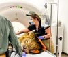 A veterinary medical setting where a lion is undergoing a CT scan. The large, circular CT machine in the background has a white exterior with the brand name "Canon" at the top. The lion lies on a table, partially covered with an orange and black protective covering. Its head is resting on the table’s surface, with medical sensors and tubes attached to its face, indicating it is under sedation for the procedure. 