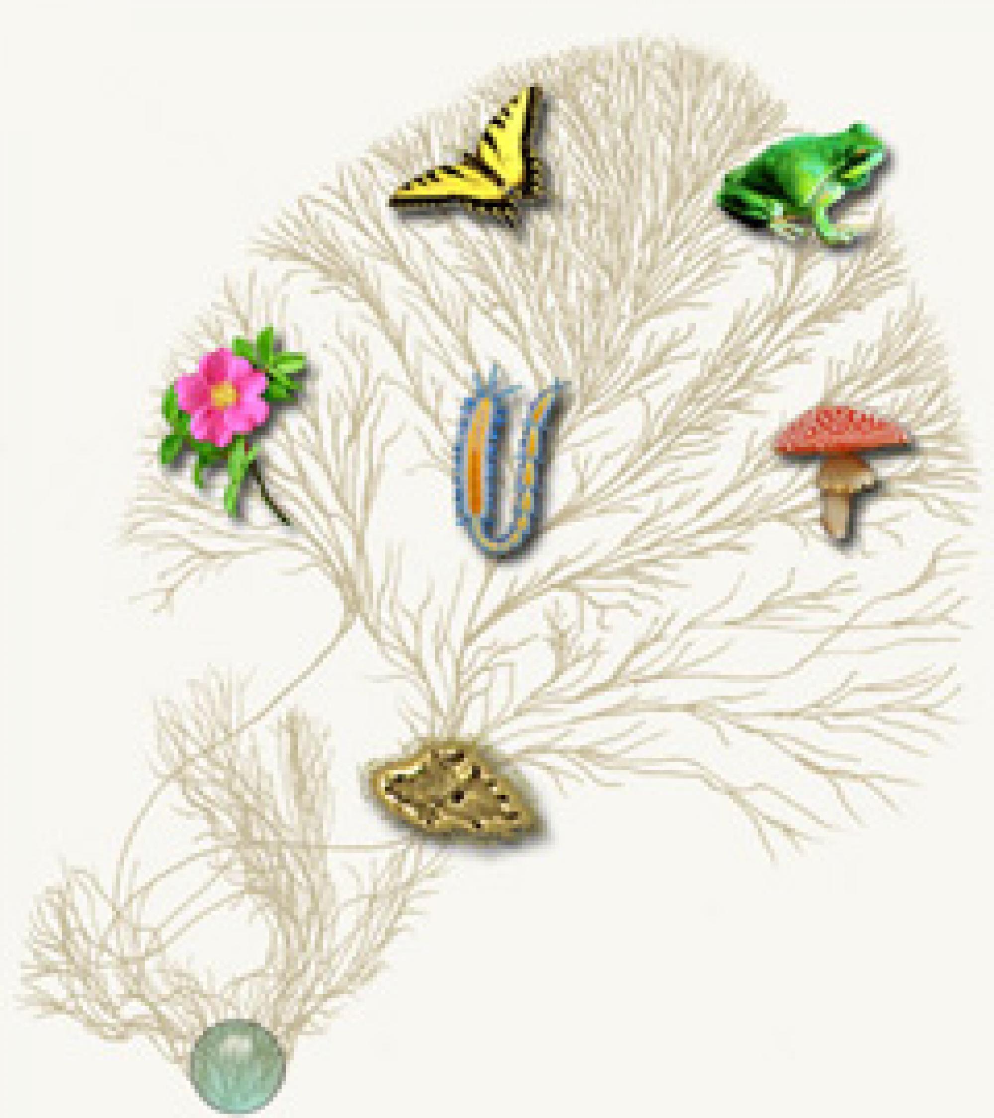 Tree Of Life Project Grows More Leaves and Branches University of