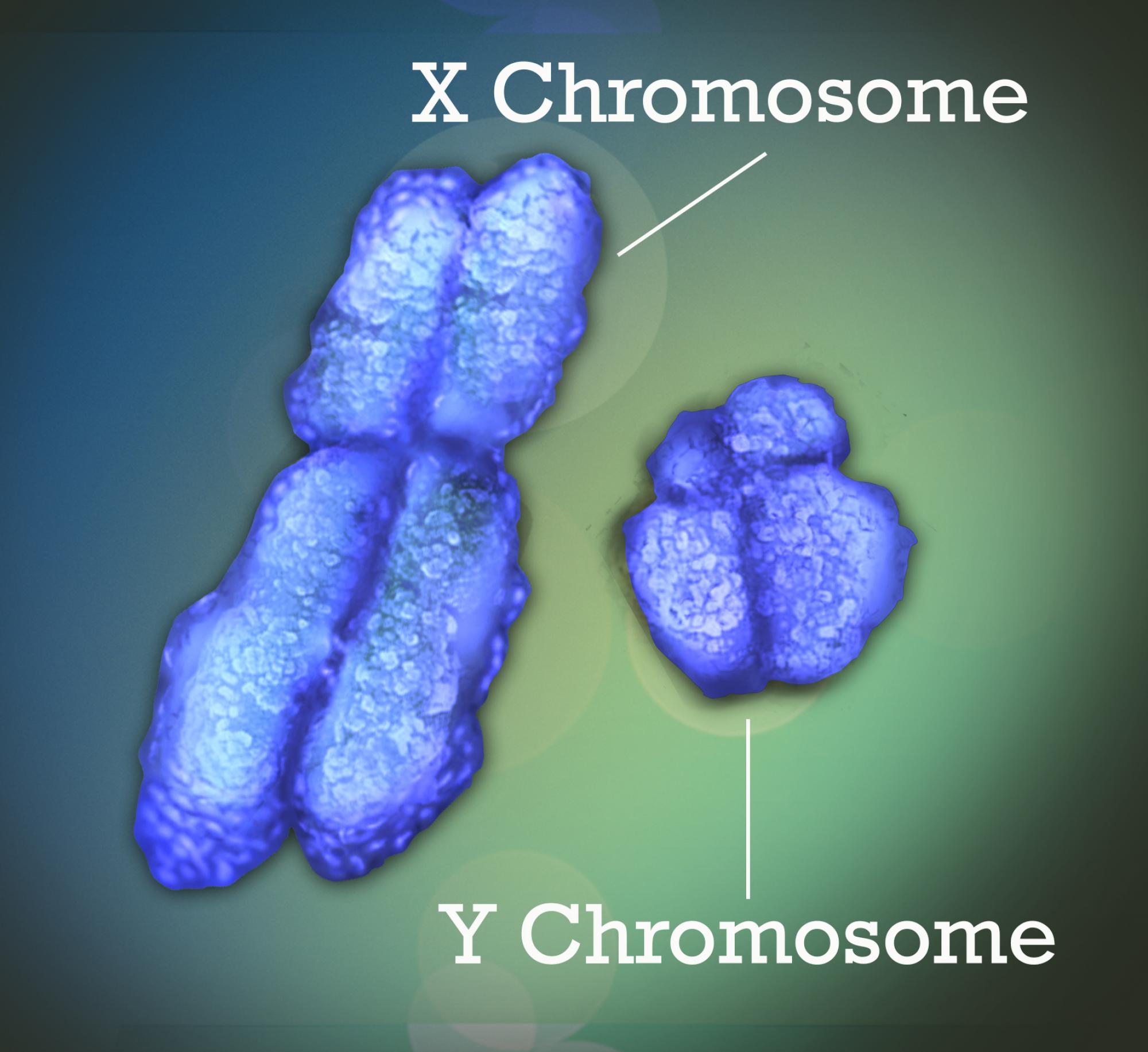 Human Y Chromosome Much Older Than Previously Thought University Of Arizona News 9007