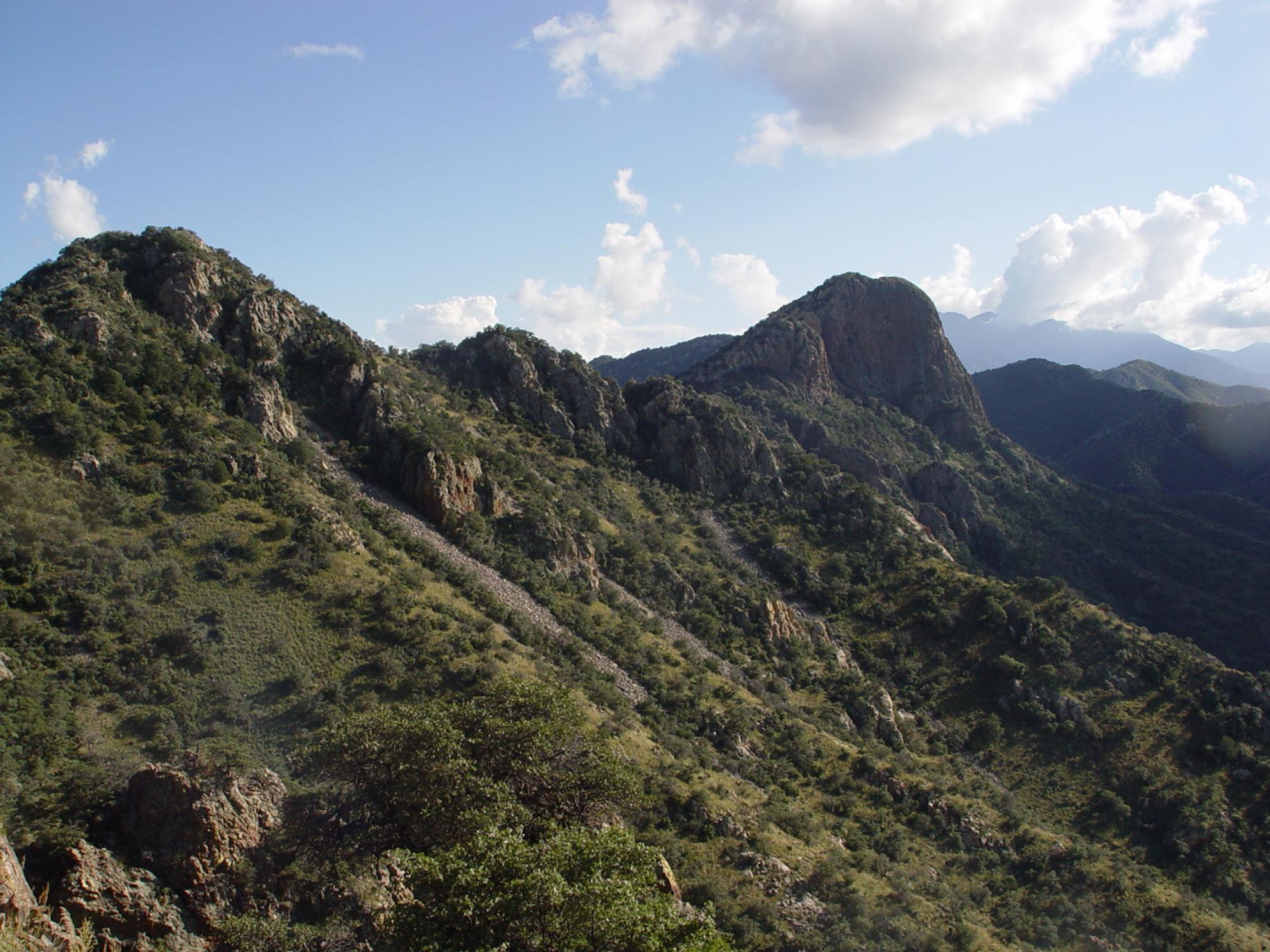 Oak trees in the northern Santa Rita Mountains, one of southern Arizona&#039;s &quot;sky island&quot; habitats. Oak trees were one of the plant groups included in the study. 